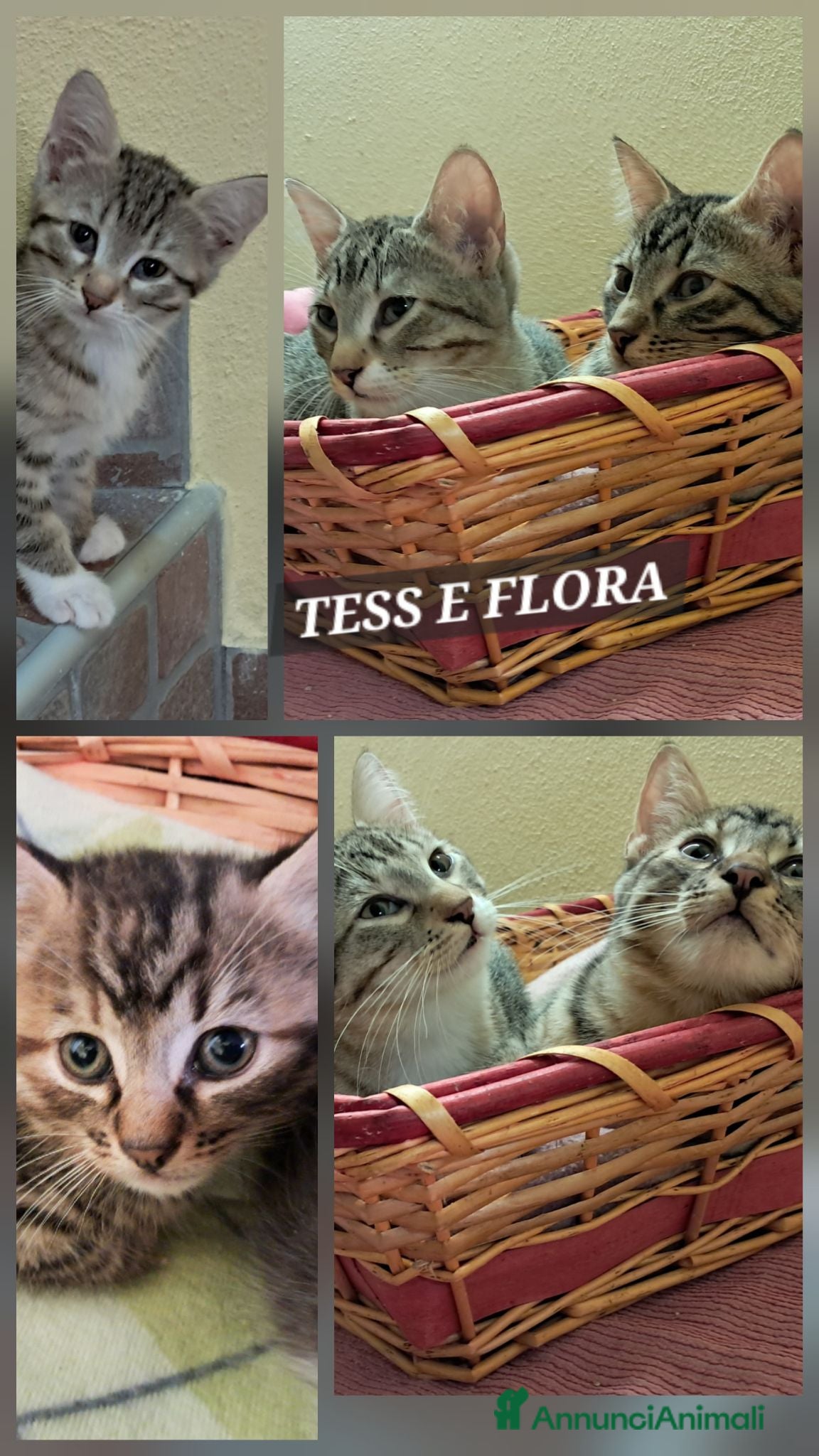 Europeo gatti Tess e Flora, sorelline inseparabili - Annuncio 9