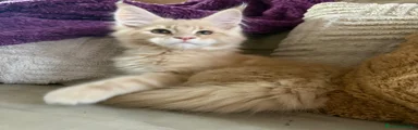 Maine Coon Gattino 1