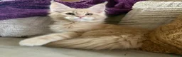Maine Coon gatti in vendita: Cucciolo maschio Maine coon  - Annuncio 2