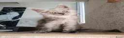 Maine Coon gatti in vendita: Cucciola Maine Coon Black smoke  - Annuncio 9