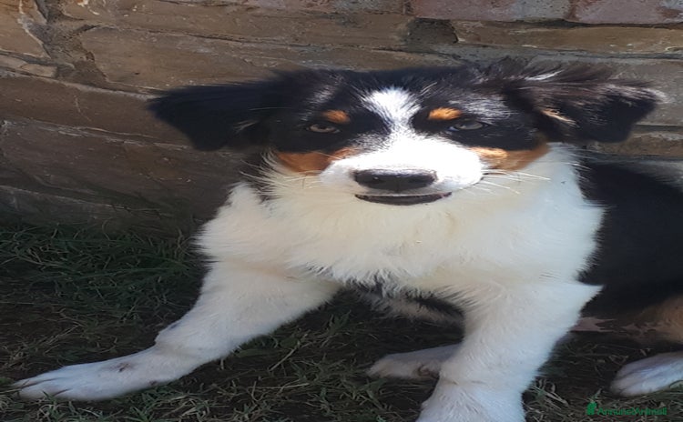 Australian Shepherd cani a Provincia di Bergamo - Annuncio 13