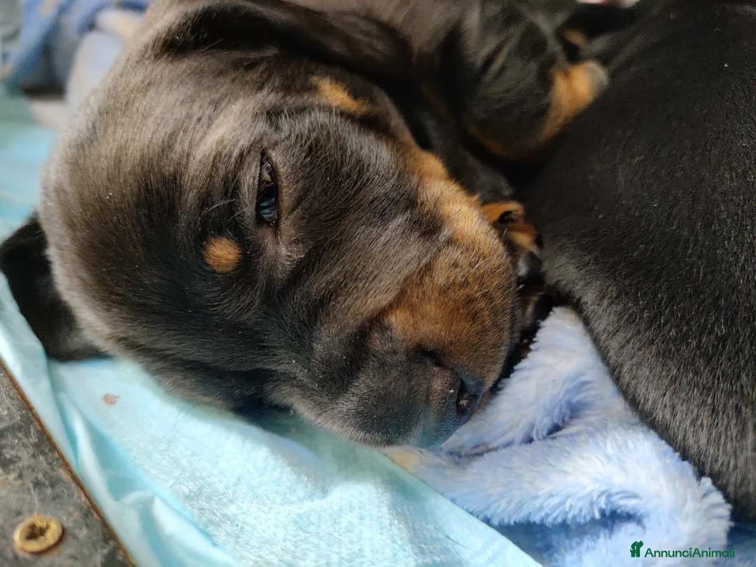 Bassotto cani in vendita: Vendita cuccioli di bassotto - Annuncio 3