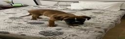Boxer cani in regalo: Cucciolo di boxer in adozione  a Città Metropolitana di Napoli - Annuncio 2