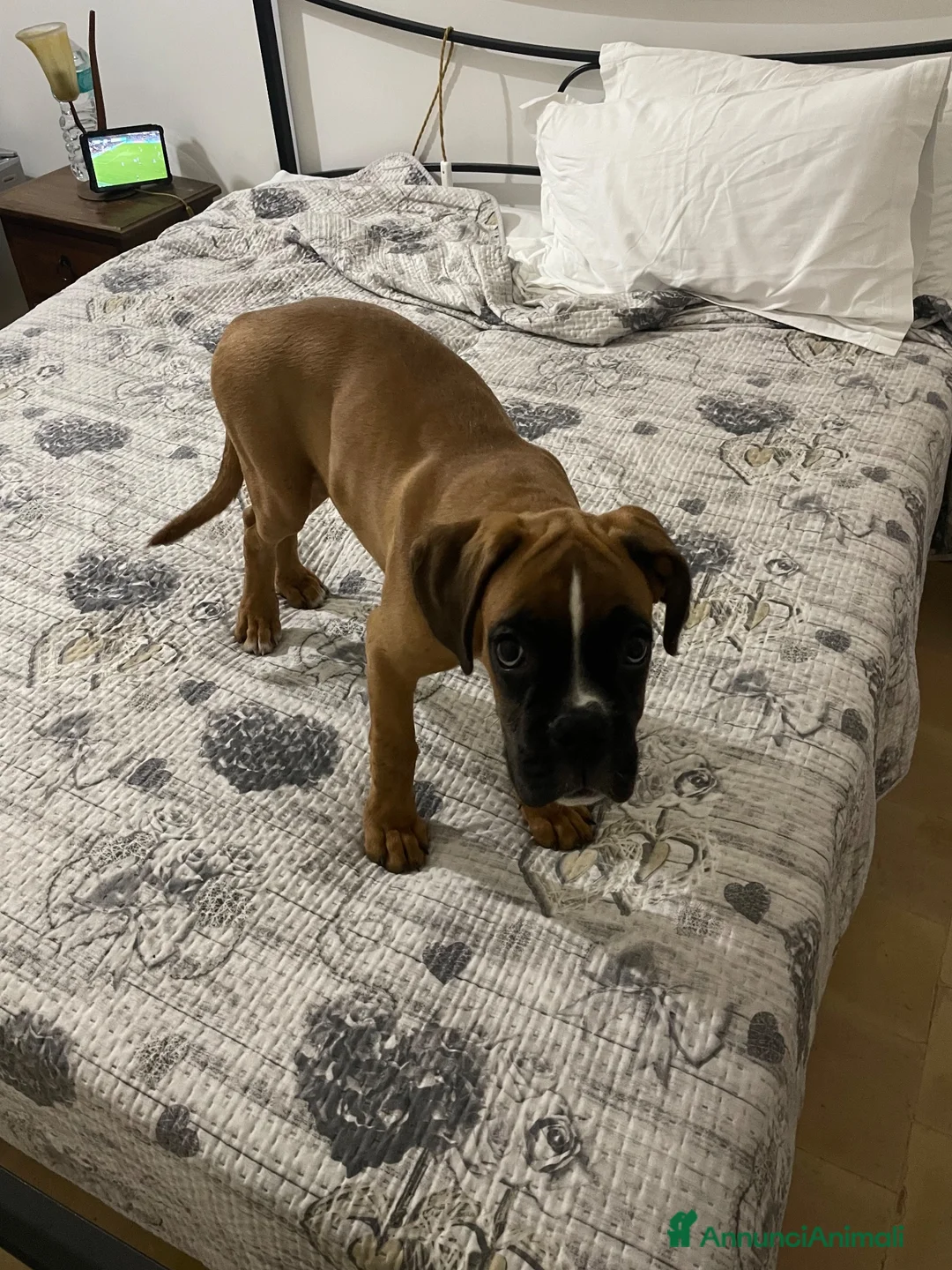 Boxer cani in regalo: Cucciolo di boxer in adozione  a Città Metropolitana di Napoli - Annuncio 2