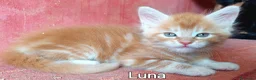 Maine Coon gatti in vendita: Cuccioli Maine Coon di tanti colori a Provincia di Alessandria - Annuncio 6