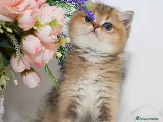British gatti Cuccioli di british shorthair golden - Annuncio 14