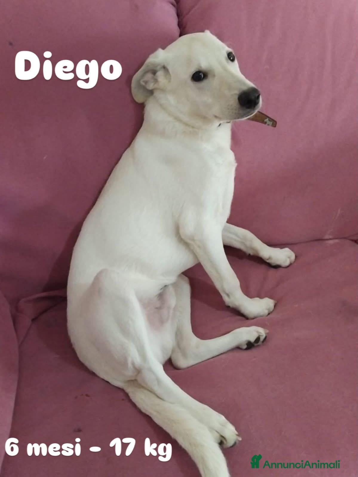 Meticcio cani in regalo: Diego cerca una casetta Milano - Annuncio 3