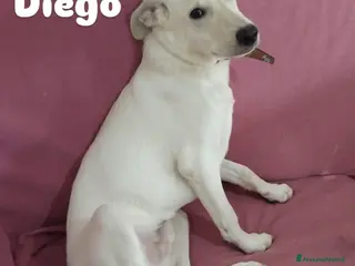 Meticcio cani in regalo: Diego cerca una casetta Milano - Annuncio 3