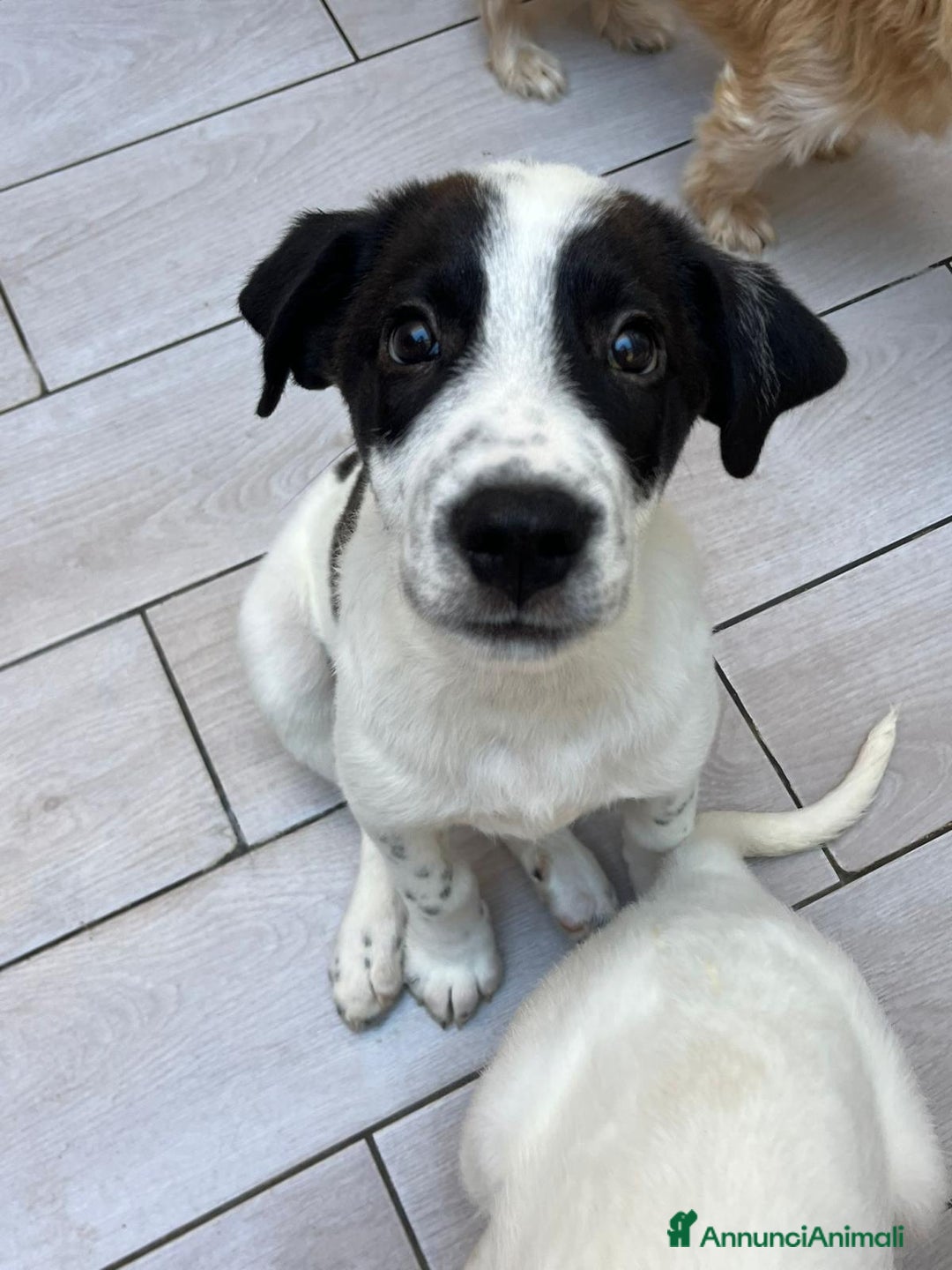 Altre razze cani in regalo: peter  - Annuncio 3