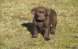 Labrador cani in vendita: Cuccioli Labrador chocolate con pedigree  a Provincia di Bergamo - Immagine 5