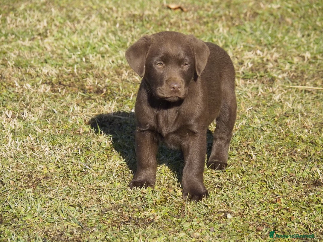 Labrador cani in vendita: Cuccioli Labrador chocolate con pedigree  a Provincia di Bergamo - Immagine 5
