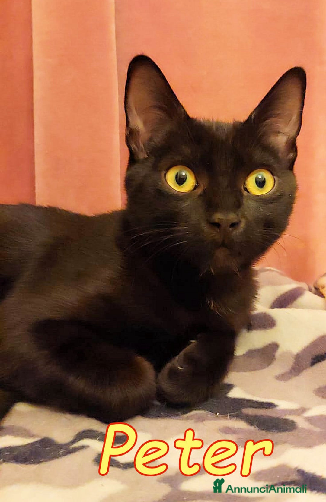Europeo gatti in regalo: PETER IL PANTERINO DOLCISSIMO - Annuncio 5