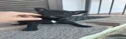 Bulldog Francese cani in vendita: bulldog francese nero tigrato  - Annuncio 6
