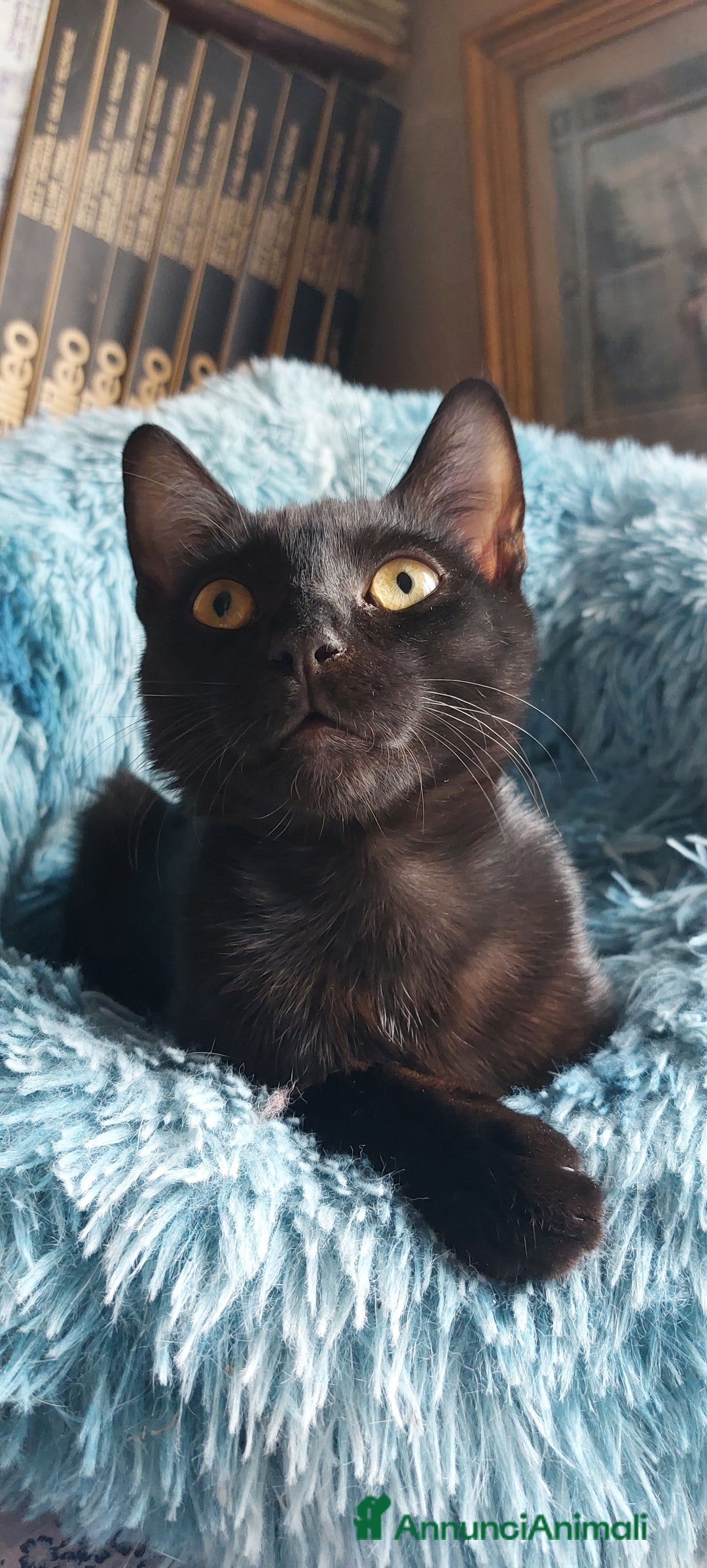 Europeo gatti in regalo: Peter, cucciolo panterino - Annuncio 5