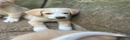 Meticcio cani in regalo: Elio aspetta la sua famiglia ❤️ a Città Metropolitana di Bologna - Annuncio 7