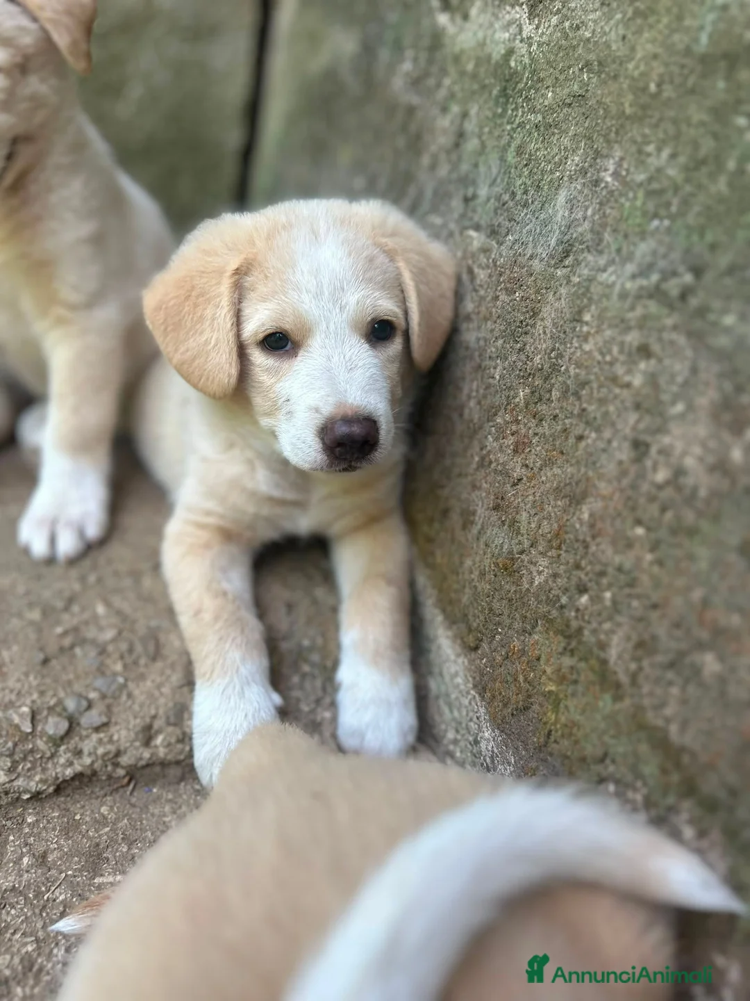 Meticcio cani in regalo: Elio aspetta la sua famiglia ❤️ a Città Metropolitana di Bologna - Annuncio 7