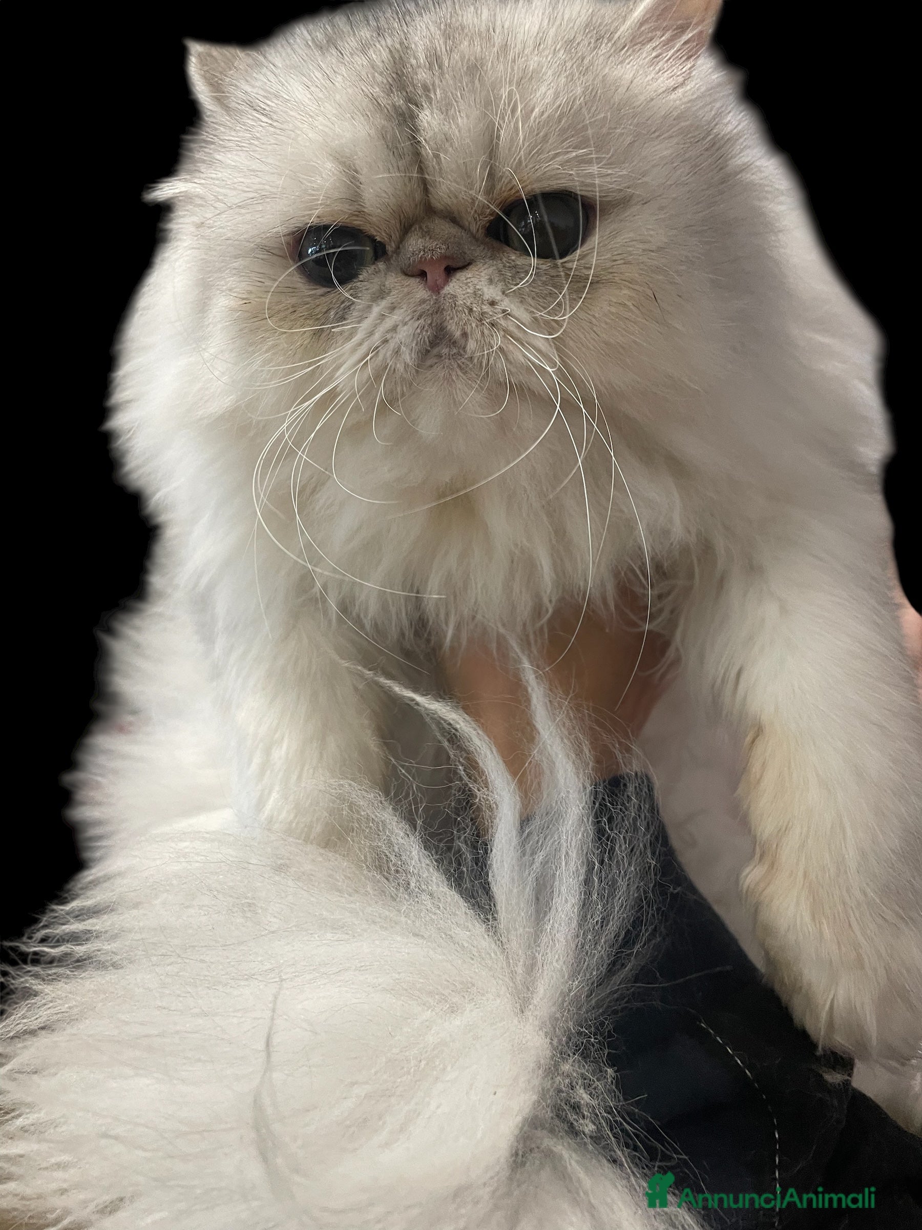 Persiano gatti gatta persiana blu silver con pedigree - Annuncio 3