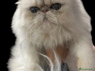 Persiano gatti gatta persiana blu silver con pedigree - Annuncio 7