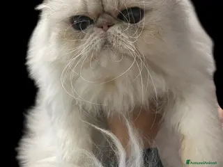 Persiano gatti gatta persiana blu silver con pedigree - Annuncio 25