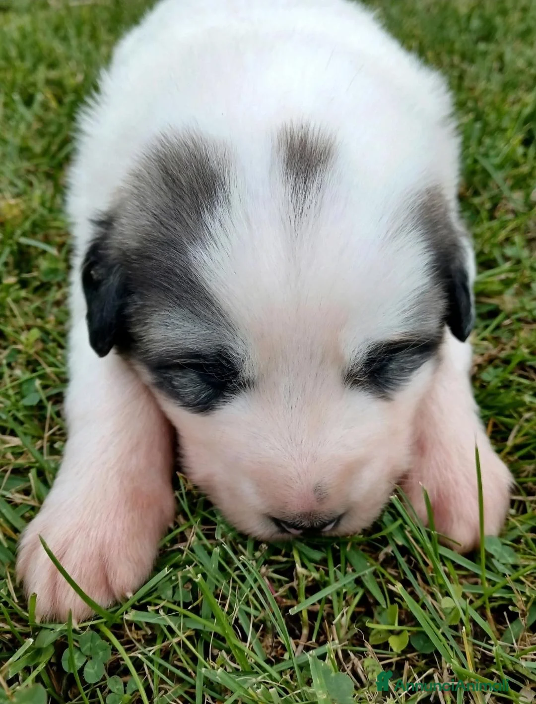 Cane da Montagna dei Pirenei cani in vendita: Cuccioli di Cane da Montagna dei Pirenei  - Annuncio 1