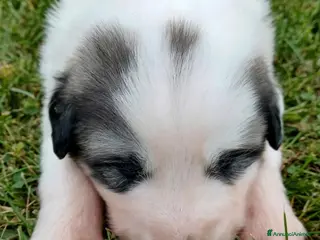 Cane da Montagna dei Pirenei cani Cuccioli di Cane da Montagna dei Pirenei - Annuncio 2