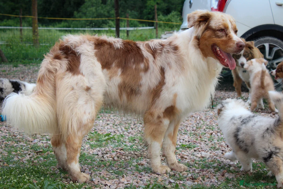 Immagine della galleria {{count}}