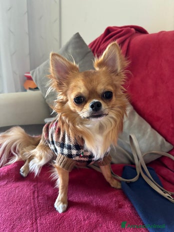 Chihuahua cani - Annuncio 1