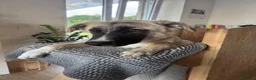 Meticcio cani in regalo: Cerchiamo urgente stallo casalingo postoperatorio  - Annuncio 8