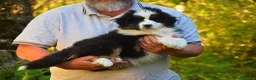 Australian Shepherd cani in vendita: Ultima cucciola di pastore australiano  - Annuncio 2