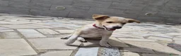 Meticcio cani in regalo: FIAMMA 🩷  IL CORAGGIO HA QUATTRO ZAMPE a Provincia di Asti - Annuncio 4