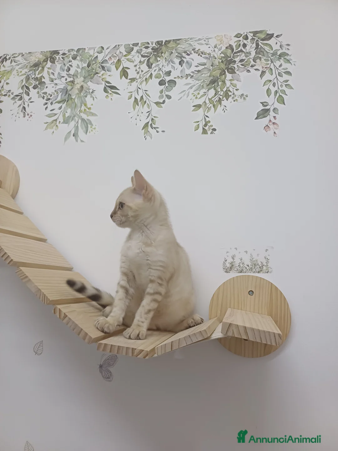 Bengala gatti in vendita: GATTO DEL BENGALA  - Annuncio 7