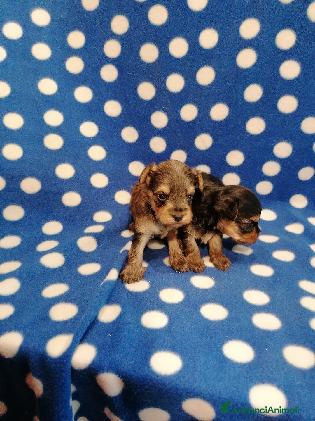 Meticcio cani in vendita: Yorkiepoo cuccioli - Annuncio 2