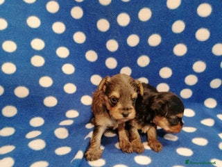 Meticcio cani Yorkiepoo cuccioli - Annuncio 12