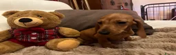 Bassotto cani in vendita: Cuccioli bassotti tedesco kaninchen e nano - Annuncio 12