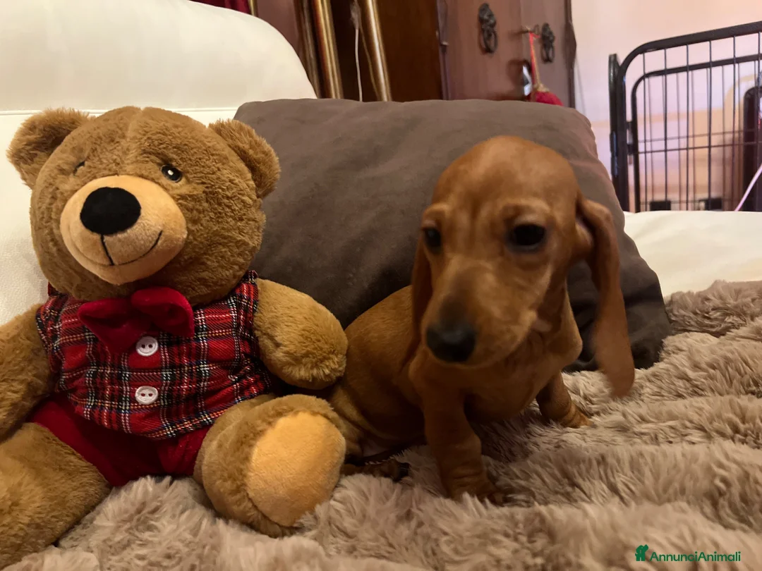Bassotto cani in vendita: Cuccioli bassotti tedesco kaninchen e nano - Annuncio 12