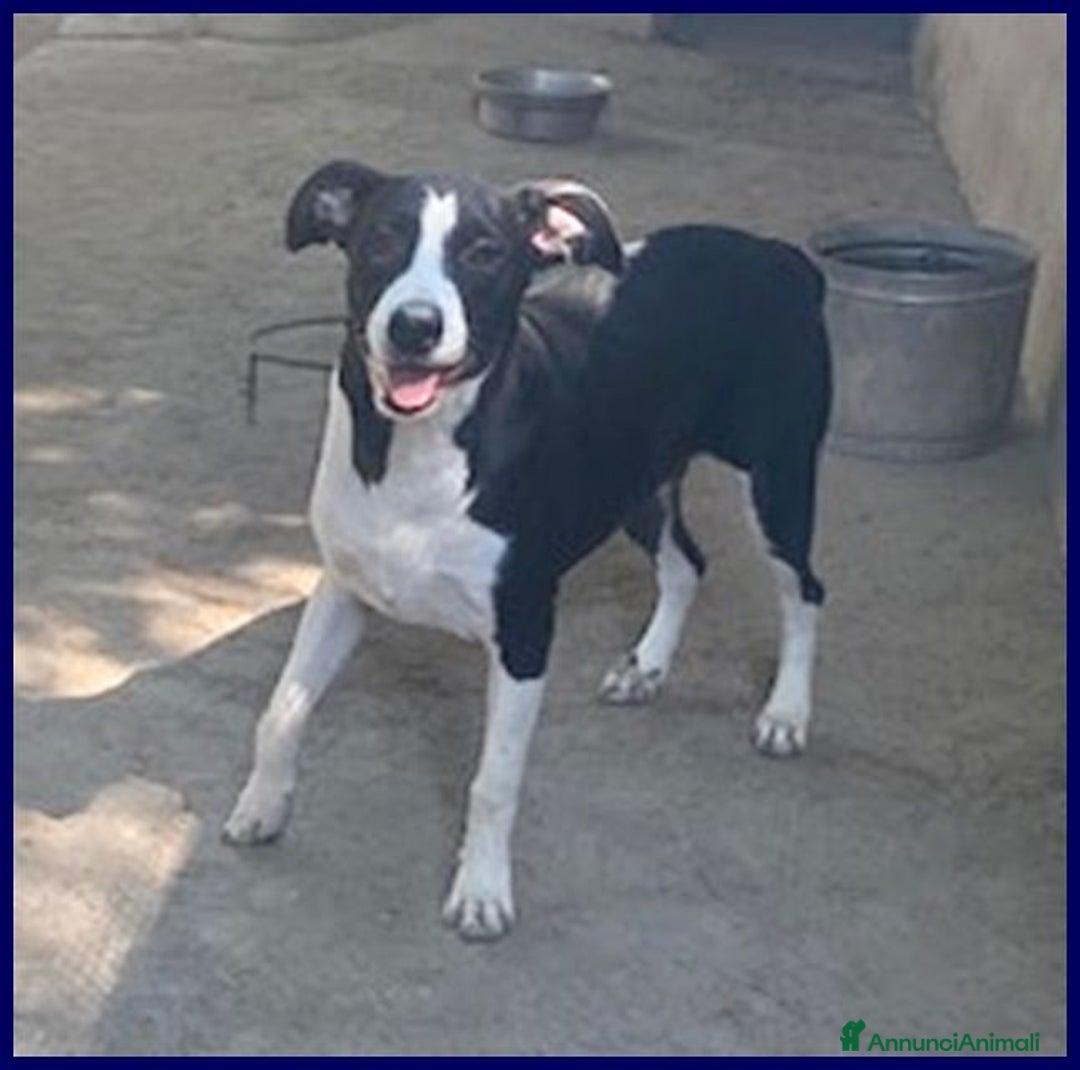 Meticcio cani in regalo: KLIZIA allegra e simpatica! - Annuncio 1