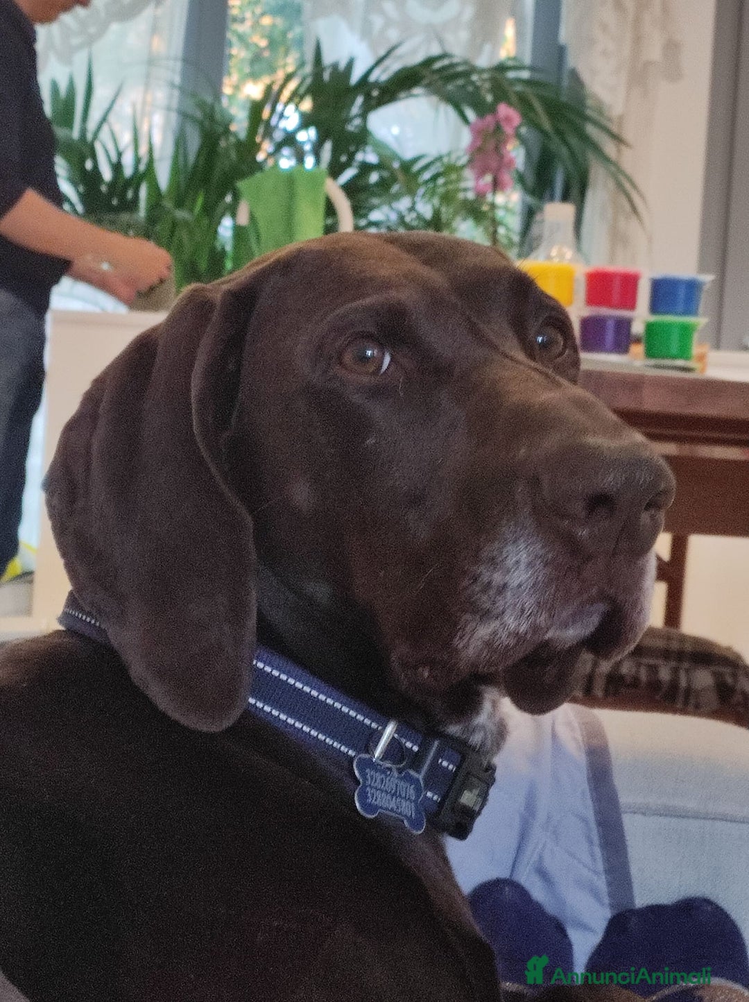 Bracco cani per accoppiamento: BRACCO TEDESCO PER MONTA - Annuncio 3