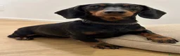 Bassotto cani in vendita: Cuccioli Bassotto Tedesco Standard Disponibili - Annuncio 6
