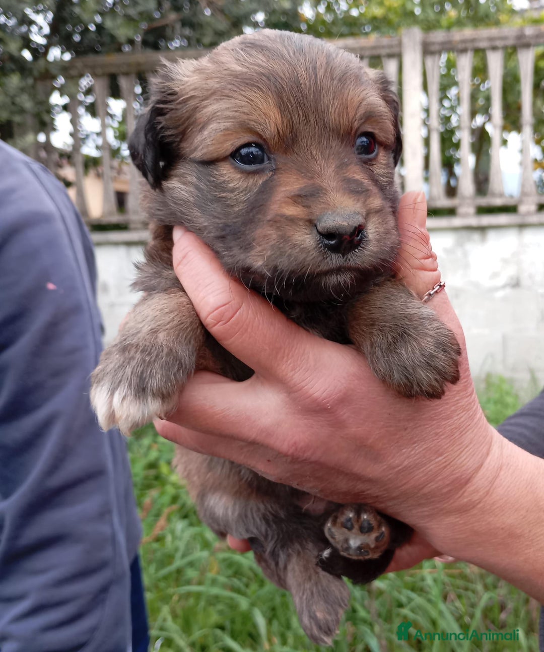 Altre razze cani in regalo: Cuccioli di taglia media piccola  - Annuncio 2
