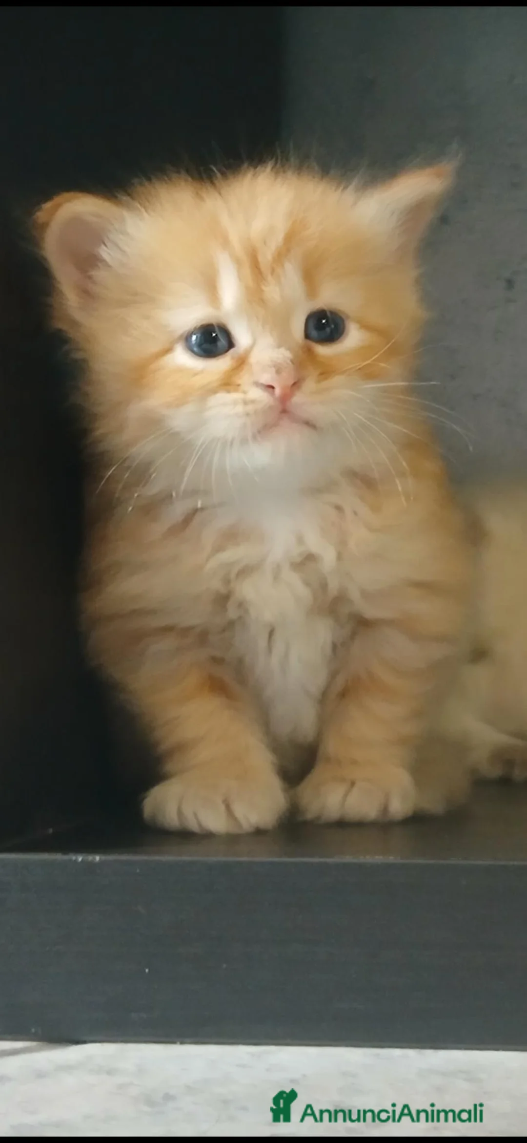 Siberiano gatti in vendita: Gattini Siberiani a Città Metropolitana di Torino - Annuncio 6