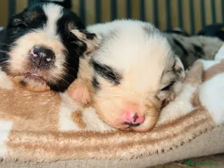 Australian Shepherd cani Cuccioli di pastore australiano - Annuncio 1