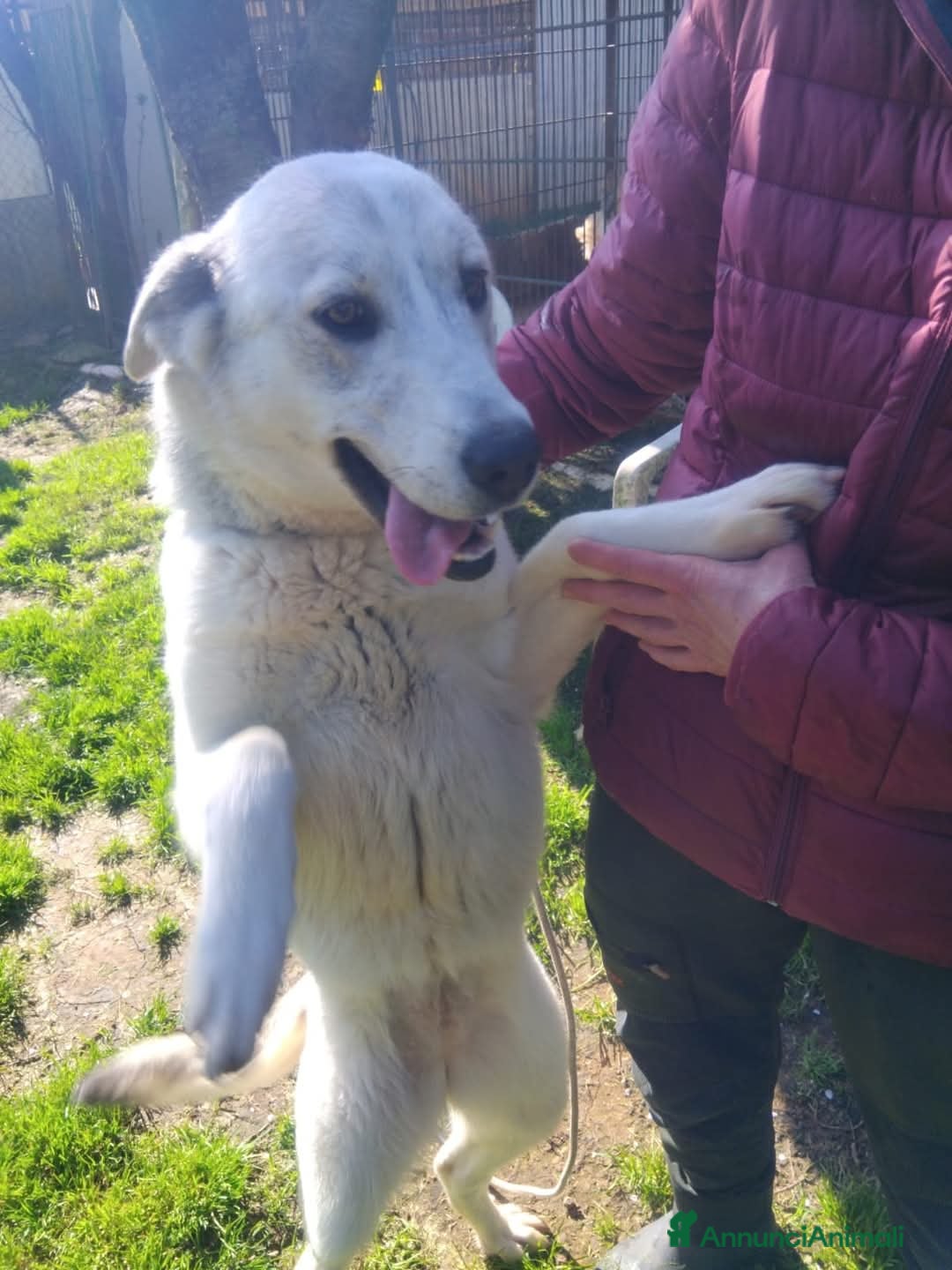 Meticcio cani Gemma 2 anni a Provincia di Viterbo - Annuncio 1