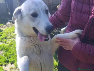 Meticcio cani Gemma 2 anni a Provincia di Viterbo - Annuncio 35