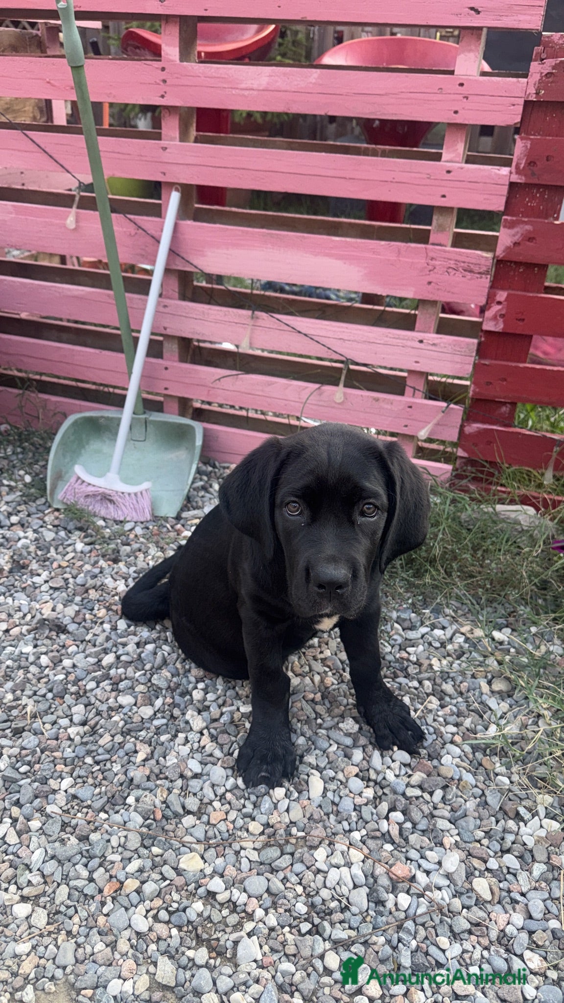Cane Corso cani Cane corso  - Annuncio 2