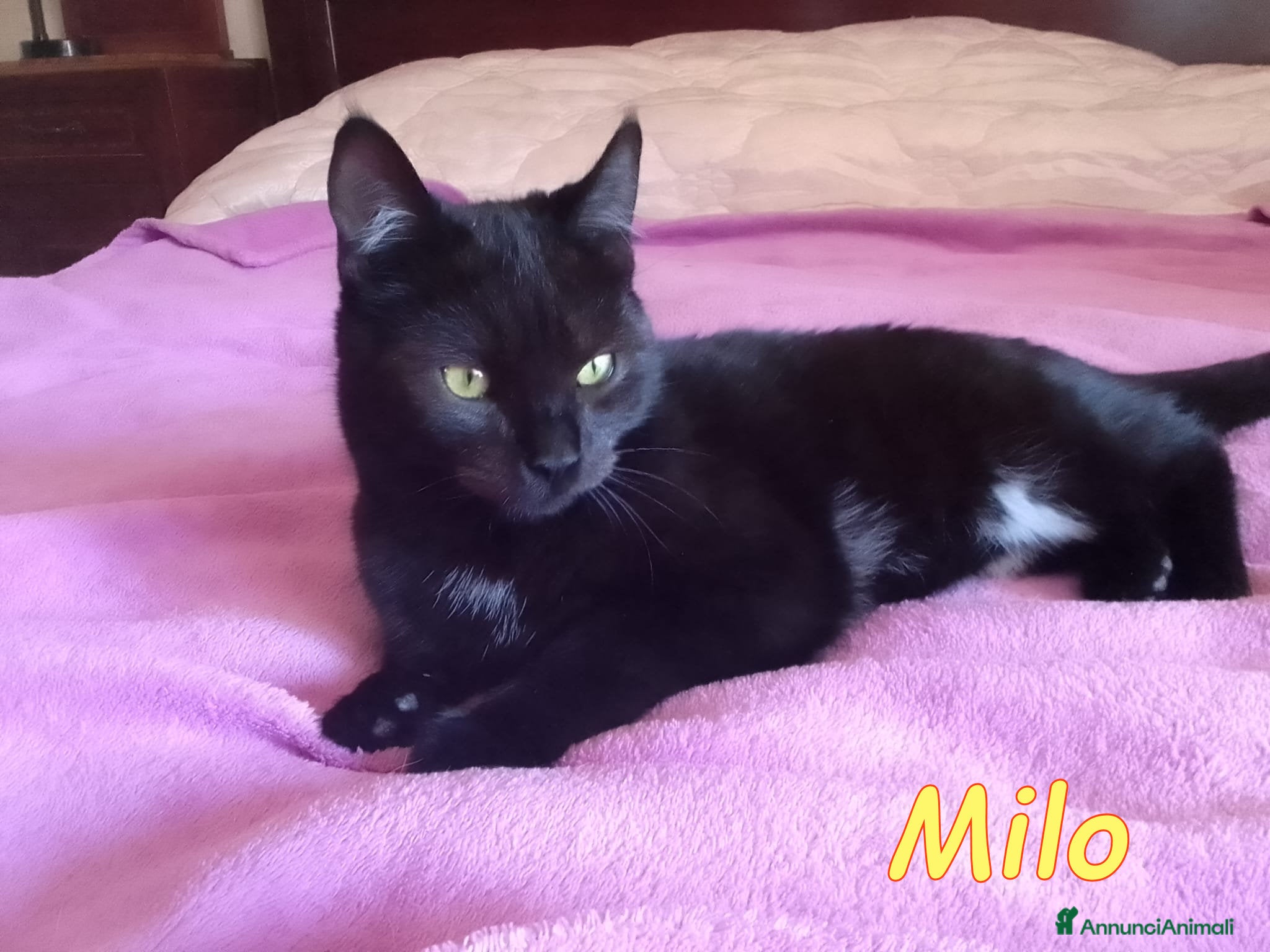 Europeo gatti MILO GATTINO DOLCISSIMO - Annuncio 1