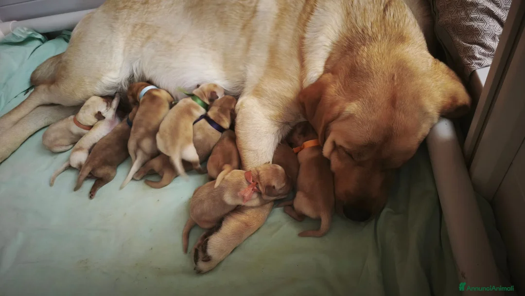 Labrador cani in vendita: Cuccioli Labrador Retriever  a Ente di decentramento regionale di Udine - Annuncio 22