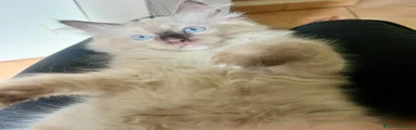 Ragdoll 2