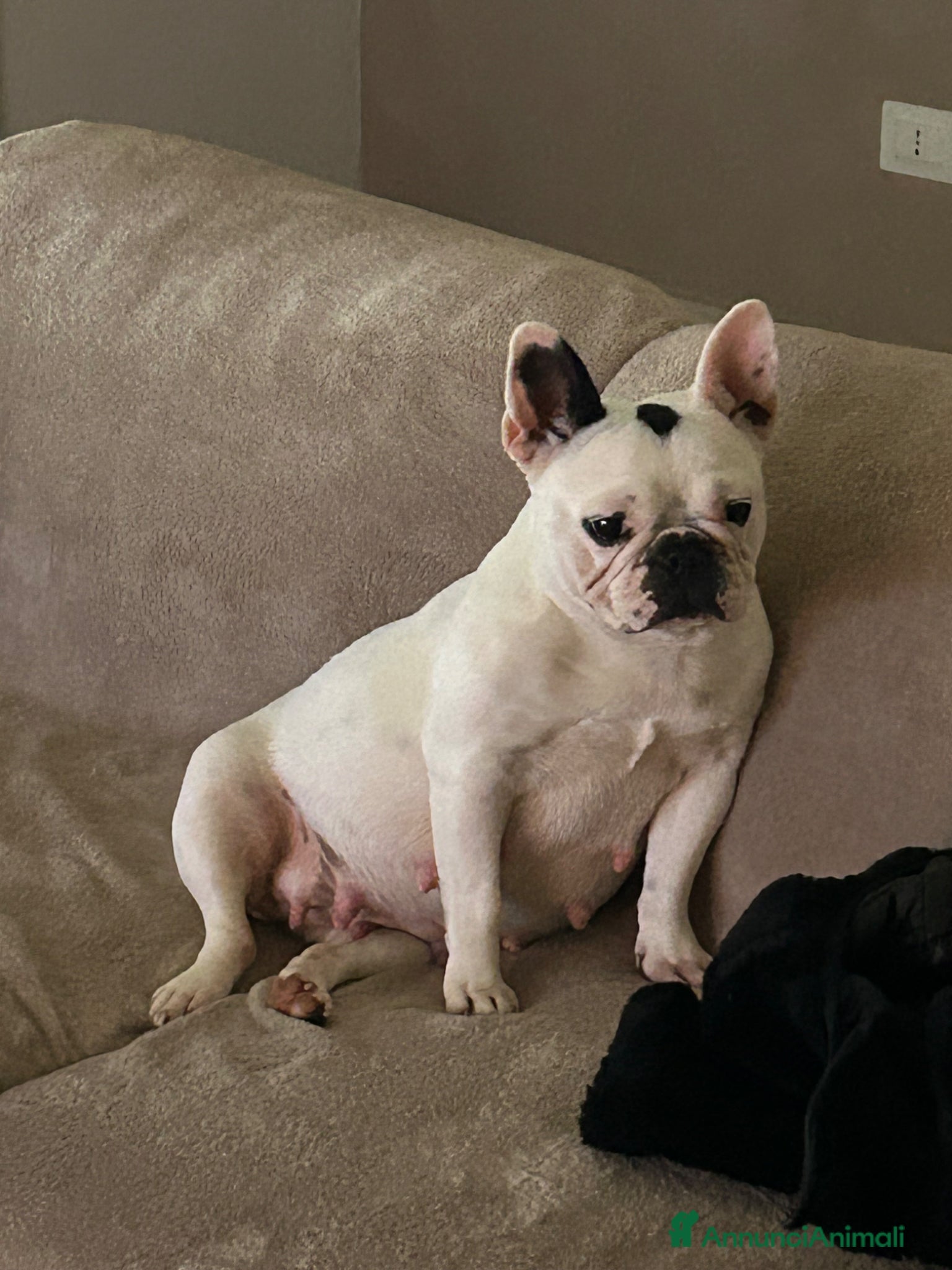 Bulldog Francese cani Bulldog francese  - Annuncio 1