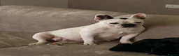 Bulldog Francese cani in vendita: Bulldog francese  - Annuncio 1