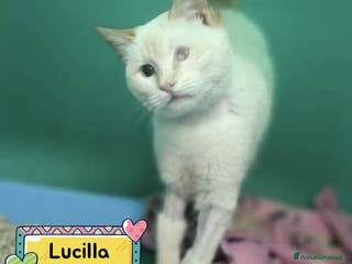 Meticcio gatti LUCILLA gattina cieca 3 mesi cerca casa - Annuncio 1